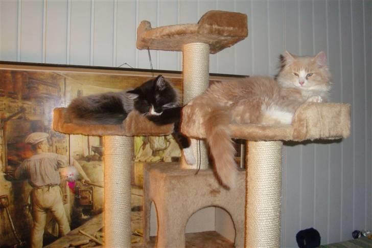 Norsk Skovkat Arnold billede 16