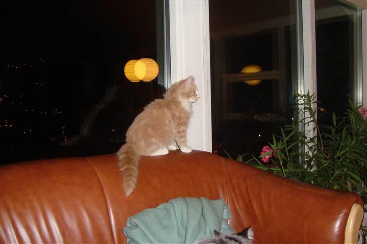 Norsk Skovkat Arnold billede 17