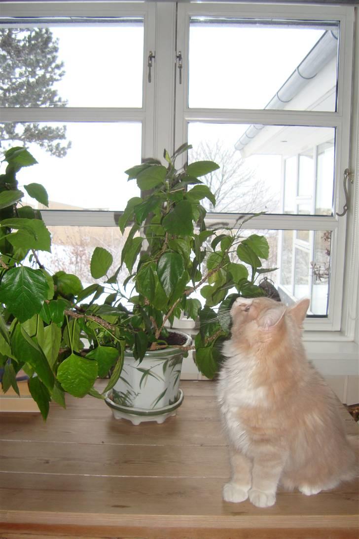 Norsk Skovkat Arnold billede 18