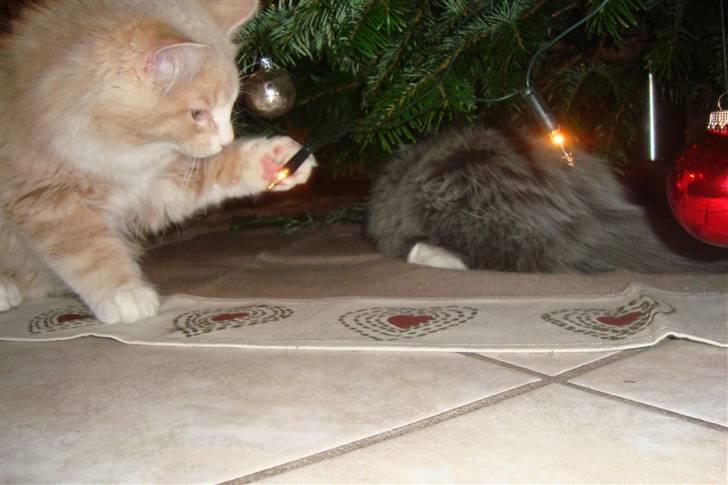 Norsk Skovkat Arnold billede 19