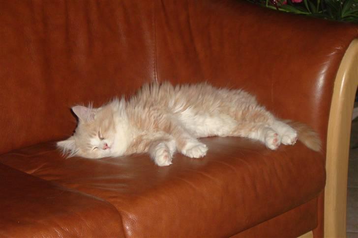 Norsk Skovkat Arnold billede 20