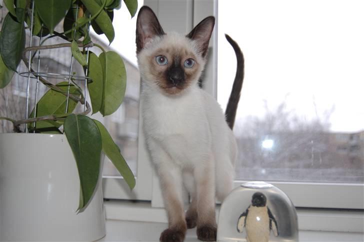 Siameser Yuki Taia billede 5