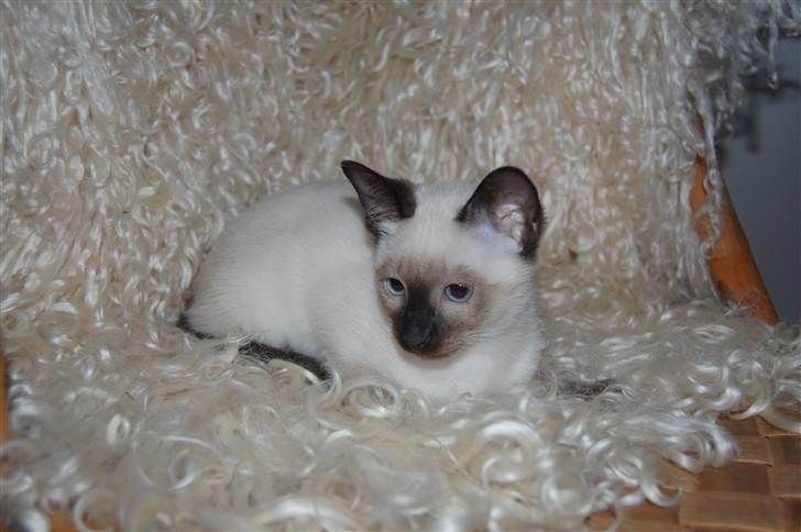 Siameser Yuki Taia billede 6