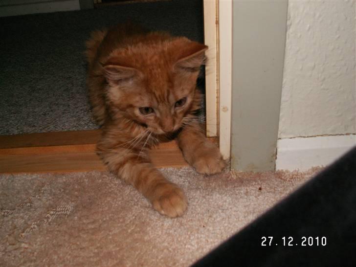 Blanding af racer Felix billede 6