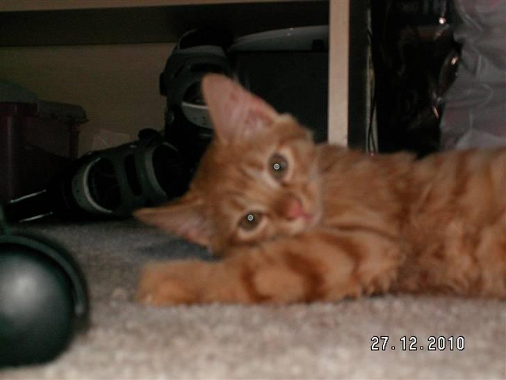 Blanding af racer Felix billede 7