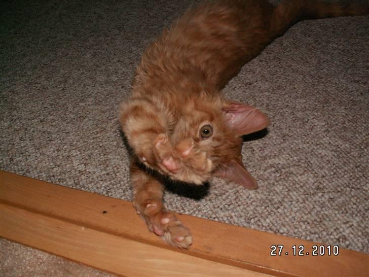 Blanding af racer Felix billede 8