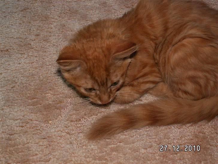 Blanding af racer Felix billede 9