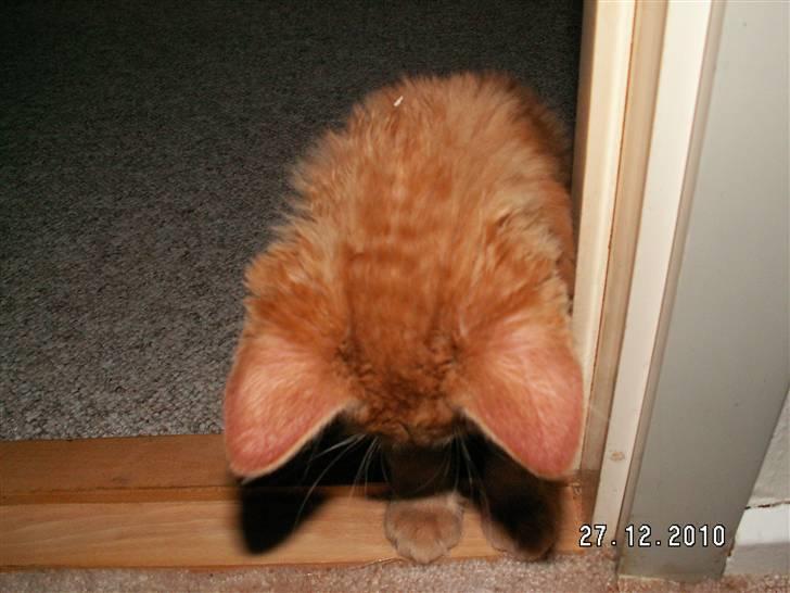 Blanding af racer Felix billede 10