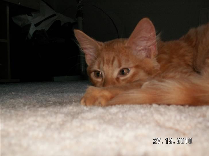 Blanding af racer Felix billede 11