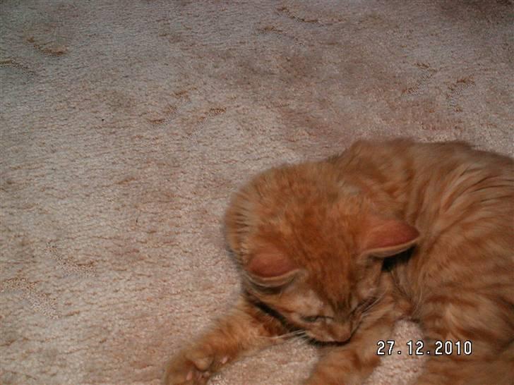 Blanding af racer Felix billede 12