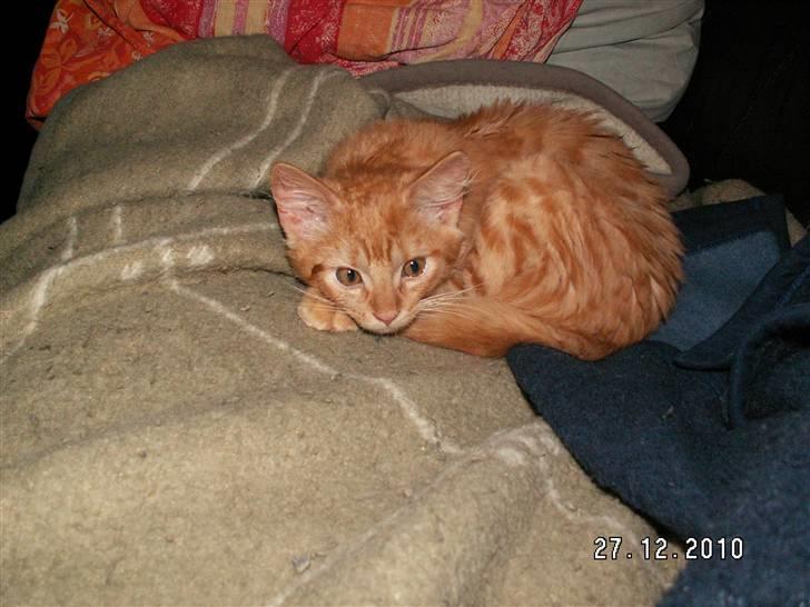 Blanding af racer Felix billede 13