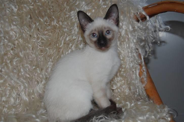 Siameser Yuki Taia billede 7