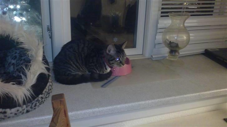 Huskat Tiger (vidre givet) billede 8