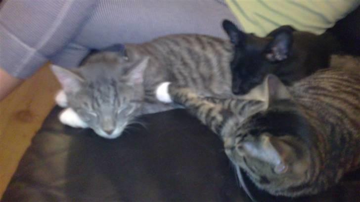 Huskat Løve (vidre givet) billede 8