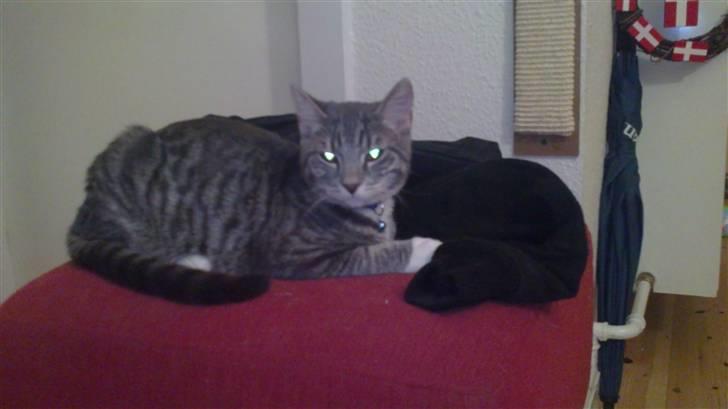 Huskat Løve (vidre givet) billede 9