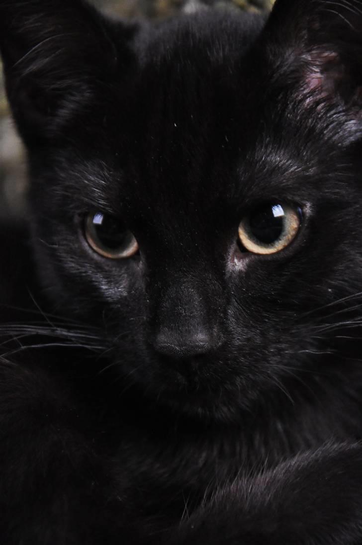 Huskat Murphy billede 1