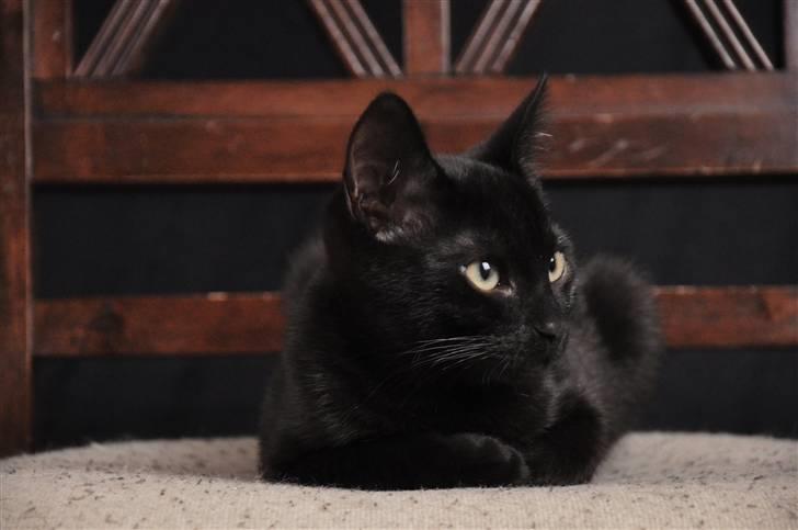 Huskat Murphy billede 2