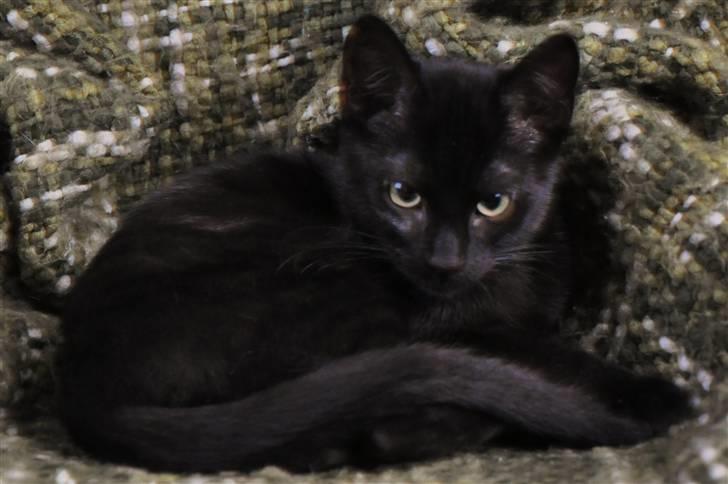 Huskat Murphy billede 3