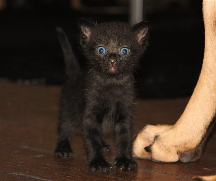 Huskat Murphy billede 4