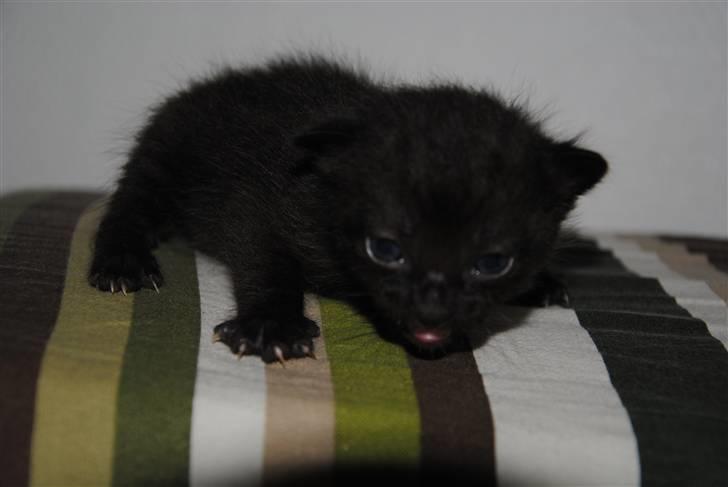 Huskat Murphy billede 5