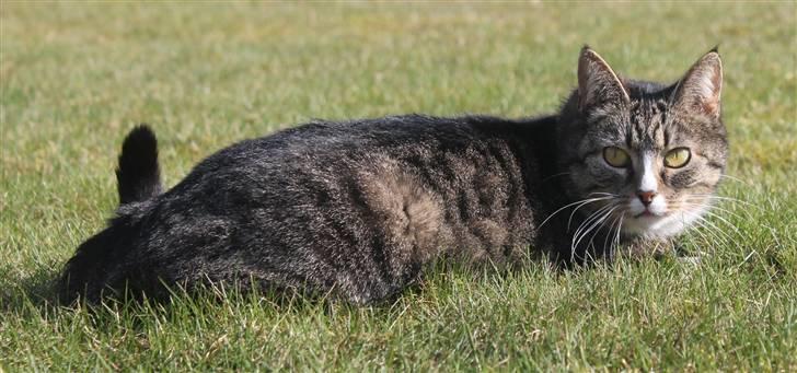 Huskat Pjevs <3 billede 1