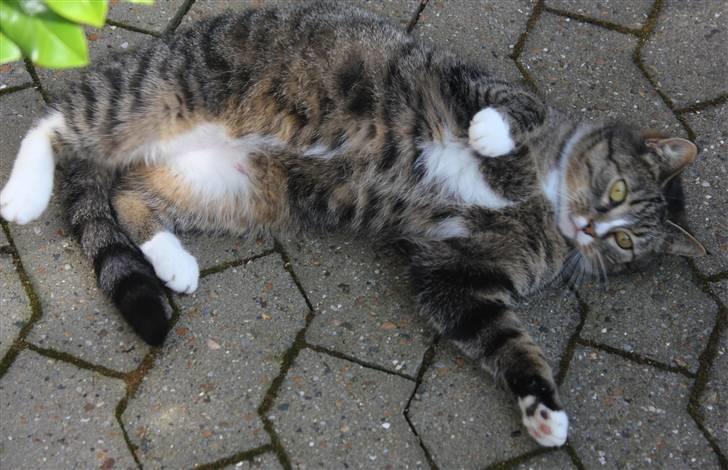 Huskat Pjevs <3 billede 2