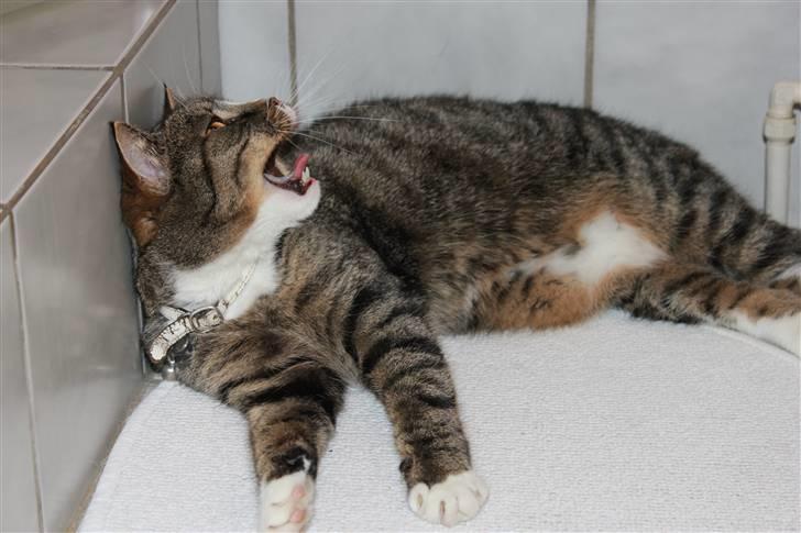 Huskat Pjevs <3 billede 3