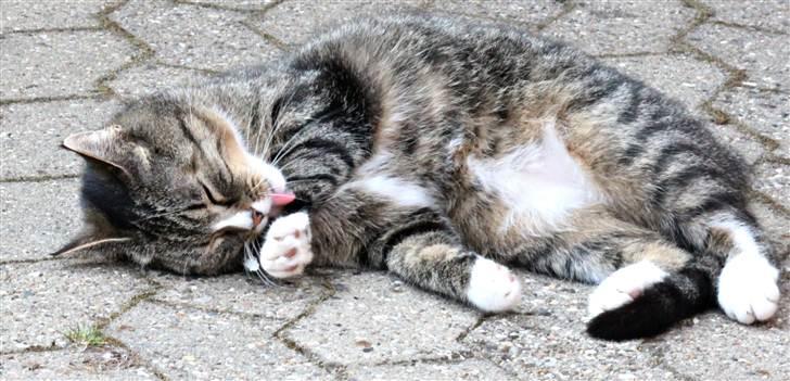 Huskat Pjevs <3 billede 4