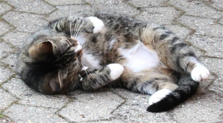 Huskat Pjevs <3 billede 5