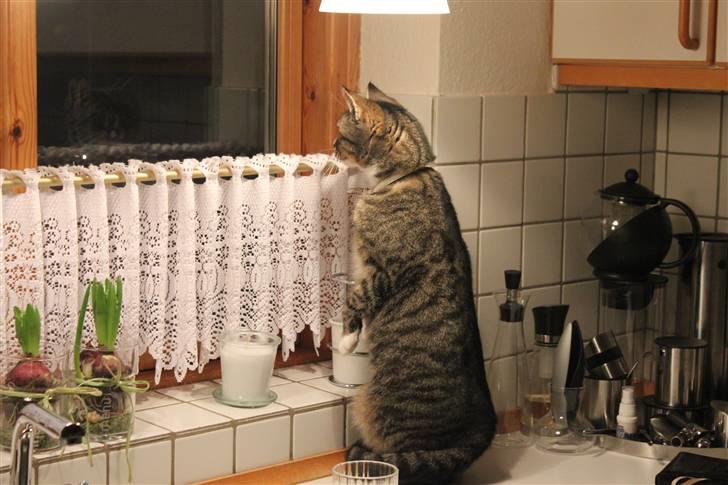 Huskat Pjevs <3 billede 6