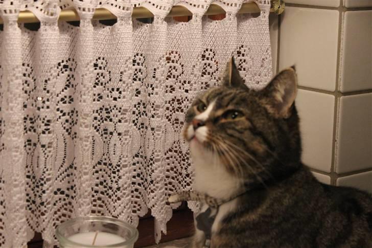 Huskat Pjevs <3 billede 7