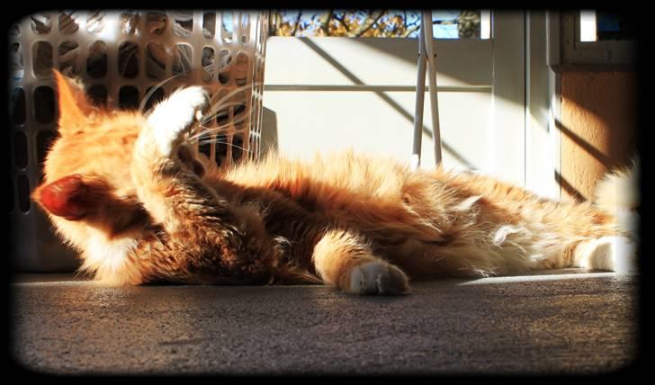 Maine Coon Lion Park's Capello - Lion Park´s Capello (Mizaar) billede 1