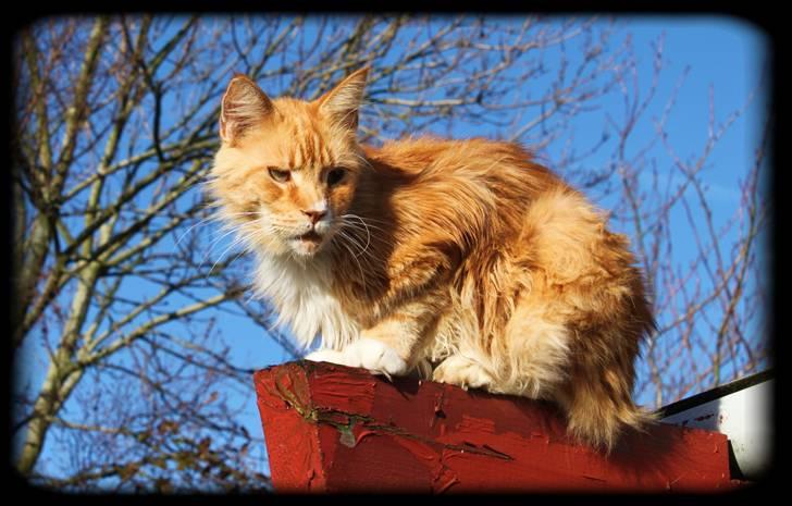Maine Coon Lion Park's Capello - Lion Park´s Capello (Mizaar) billede 2