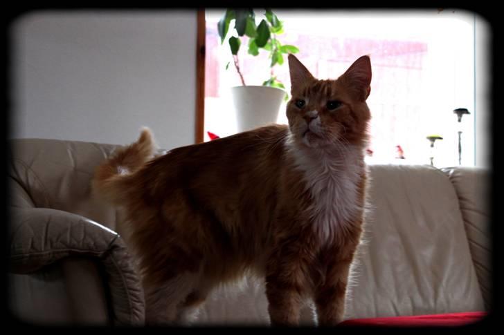 Maine Coon Lion Park's Capello - Lion Park´s Capello (Mizaar) billede 3