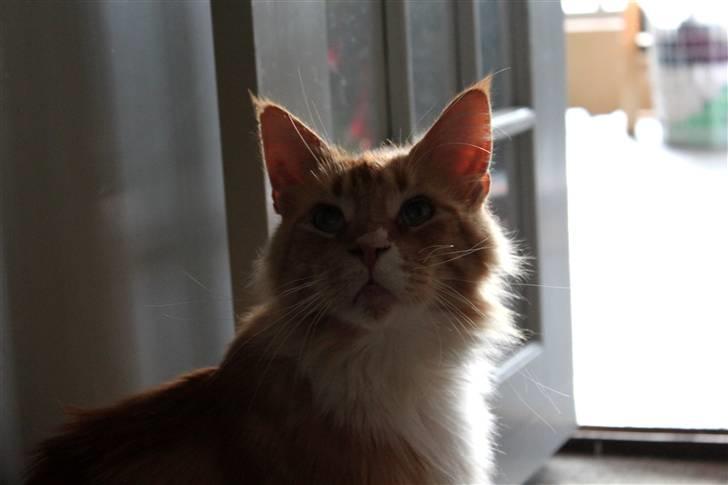 Maine Coon Lion Park's Capello - Lion Park´s Capello (Mizaar) billede 4