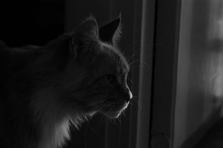 Maine Coon Lion Park's Capello - Lion Park´s Capello (Mizaar) billede 5