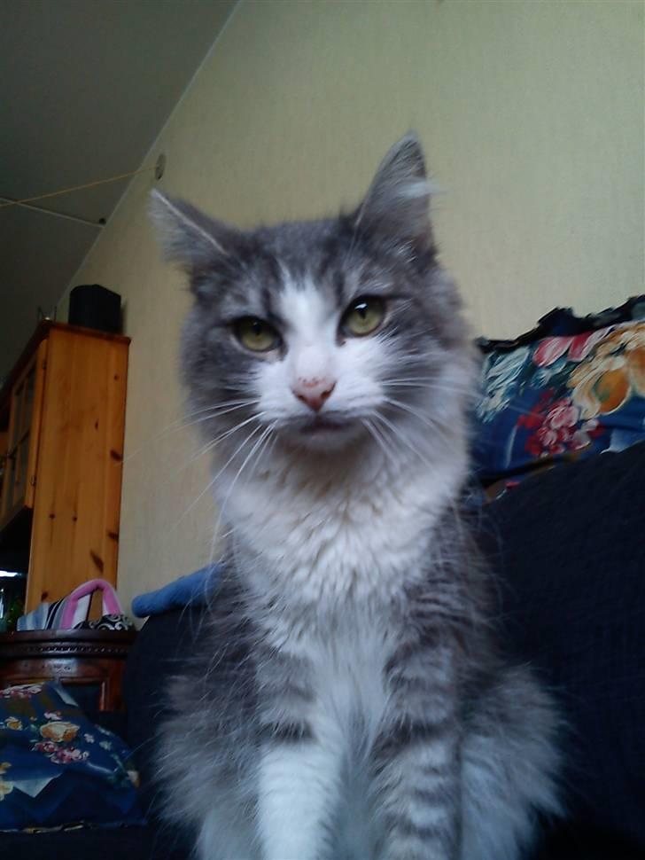 Norsk Skovkat Sussi billede 8