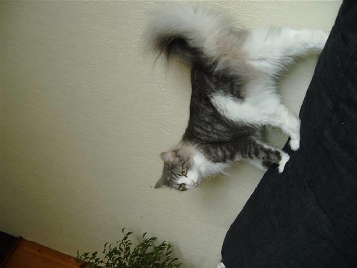 Norsk Skovkat Sussi billede 9