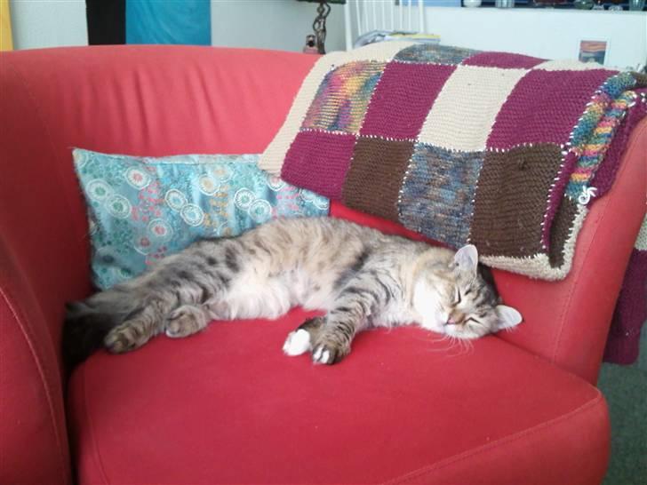 Blanding af racer Frigg - ..zzzZZZzzz.. billede 8