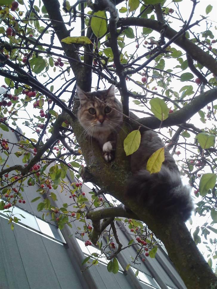 Blanding af racer Frigg - "Jeg kan se HEELE verden heroppe fra!" billede 9