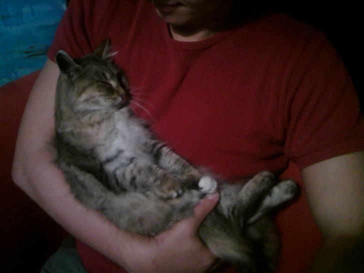 Blanding af racer Frigg - "..Hygge hos "far" - dét er sagen.." billede 10