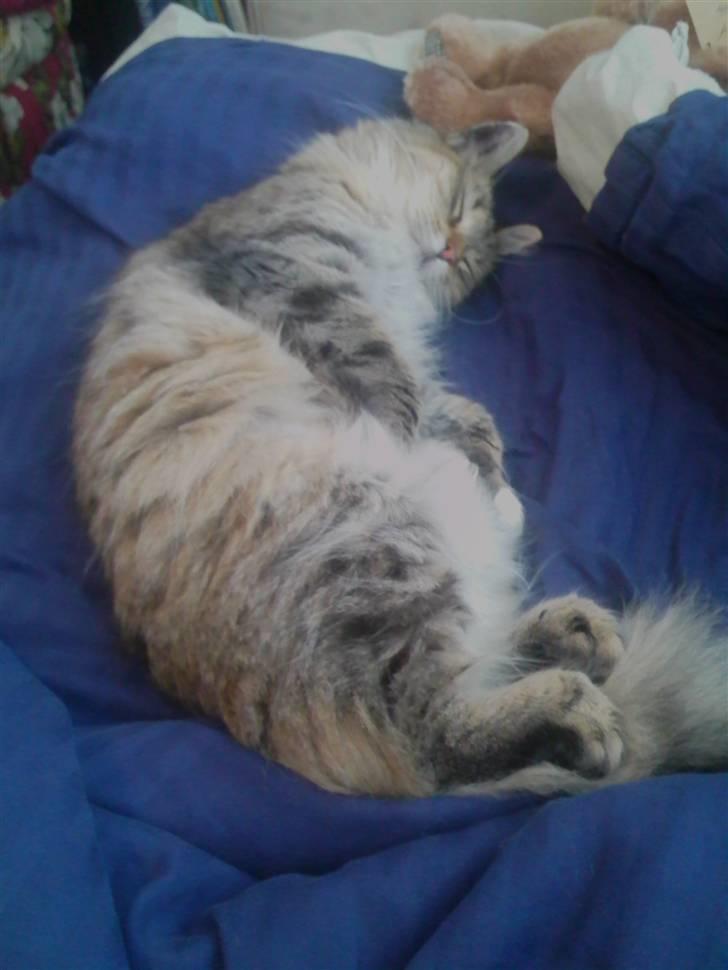 Blanding af racer Frigg - "En god lur efter hvert måltid er ganske vigtigt!" billede 11