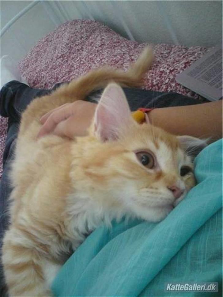 Maine Coon Bellami Solgt :( billede 14