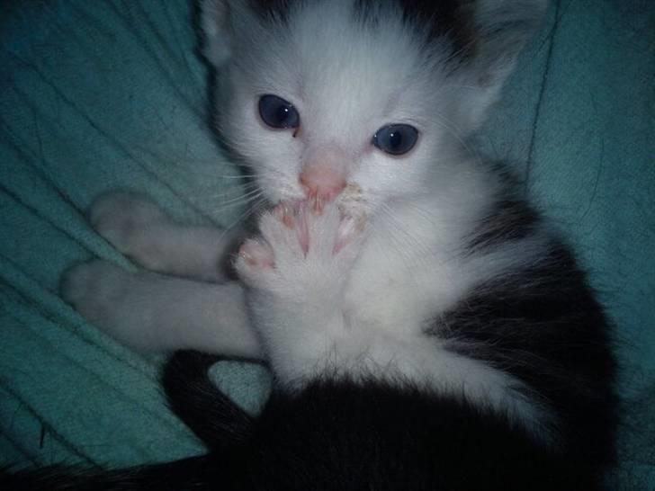 Huskat Basseman - Her er han kun få uger gammel billede 1