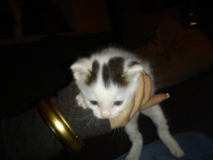 Huskat Basseman - Få uger gammel billede 2