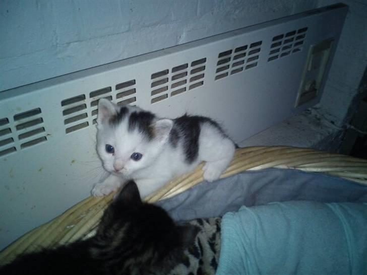 Huskat Basseman - Få uger gammel billede 3