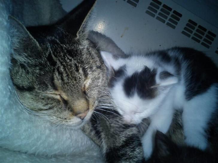 Huskat Basseman - Få uger gammel og ligger lige hos mor billede 4