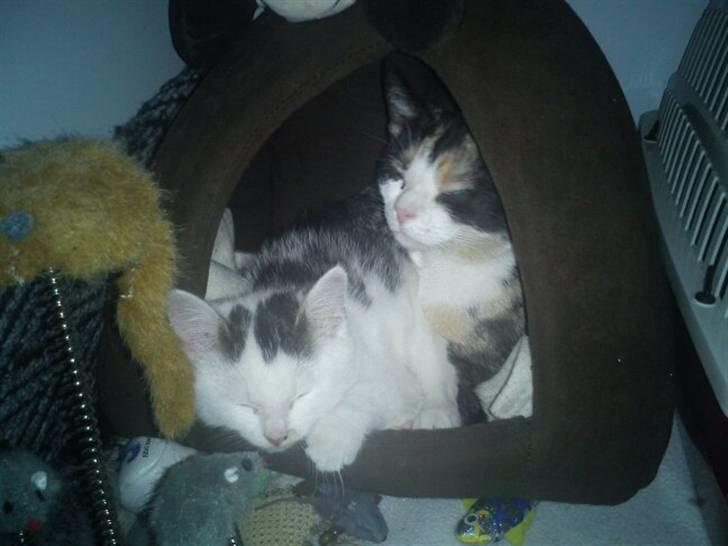Huskat Basseman - Den allerførste dag han kom hjem til mig. På billedet er min anden hunkat billede 5