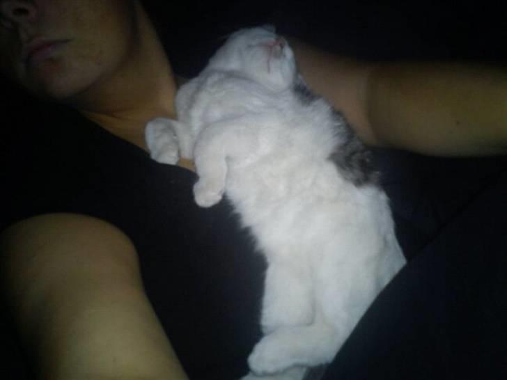 Huskat Basseman - her er lille drengen, bare 1 mdr efter sin hjemkomst til mig. dog bare en del større billede 6