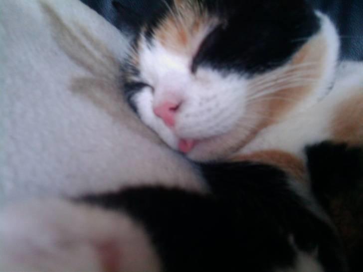 Huskat Peewii - Billede taget i sommers. 4 mdr efter jeg fik hende hjem billede 7